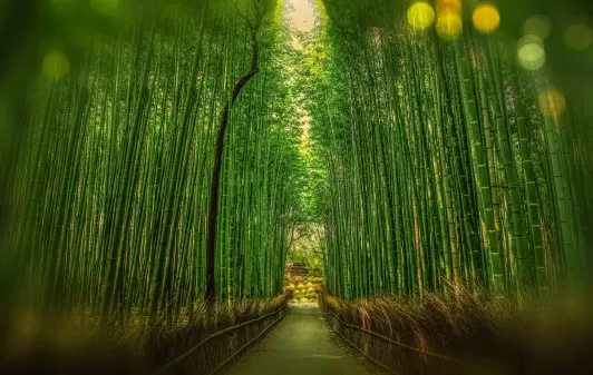 Bambus - Beispiel für Resilienz